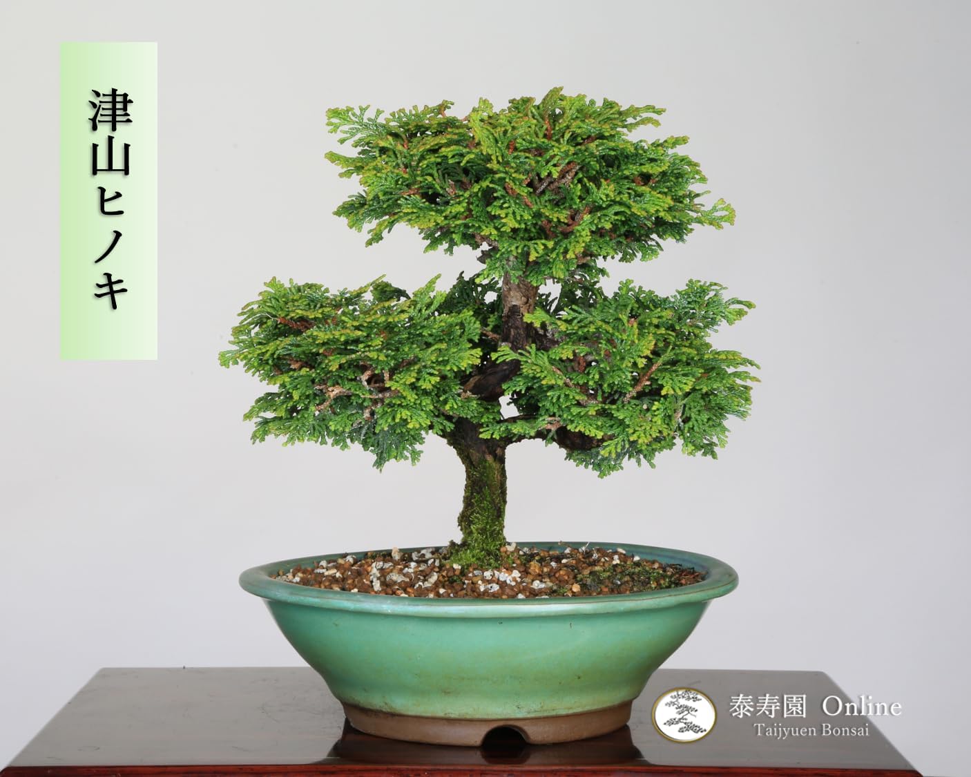 津山檜　盆栽　根上がり 津山檜と石化檜 津山檜 盆栽 根上がり